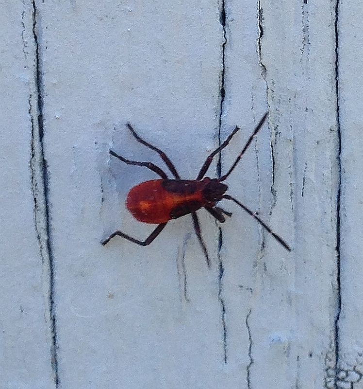 Boxelder bug nymph