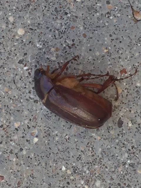 scarab beetle