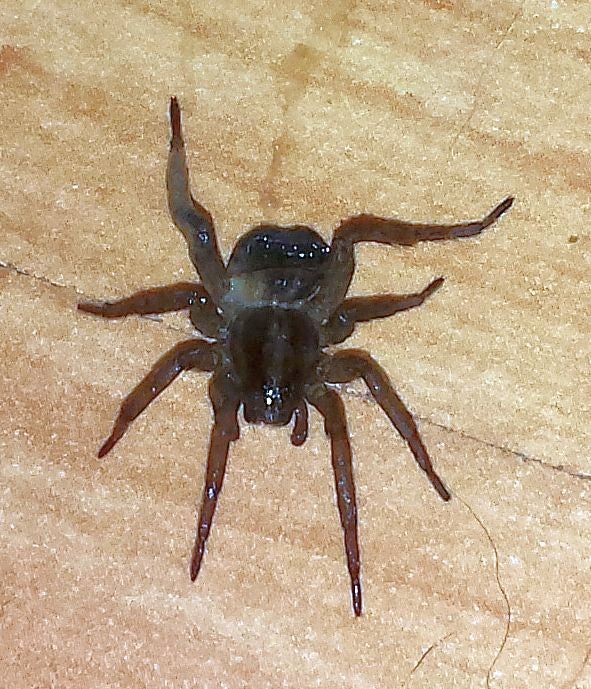 Beneficial Wolf Spider