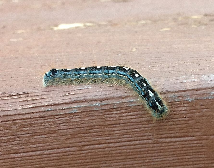 Tent Caterpillar