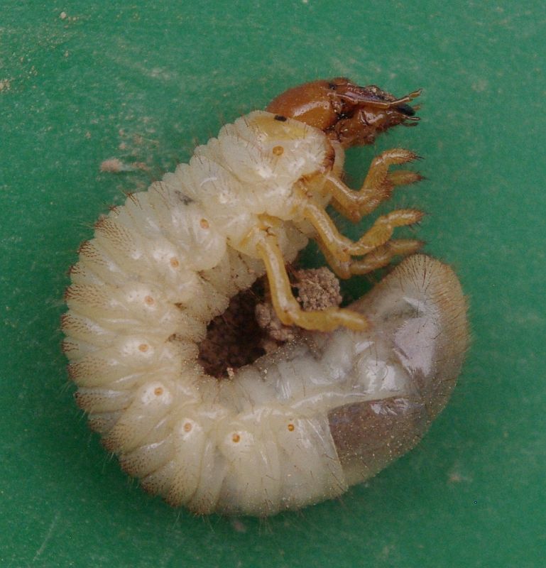 Scarab beetle larva