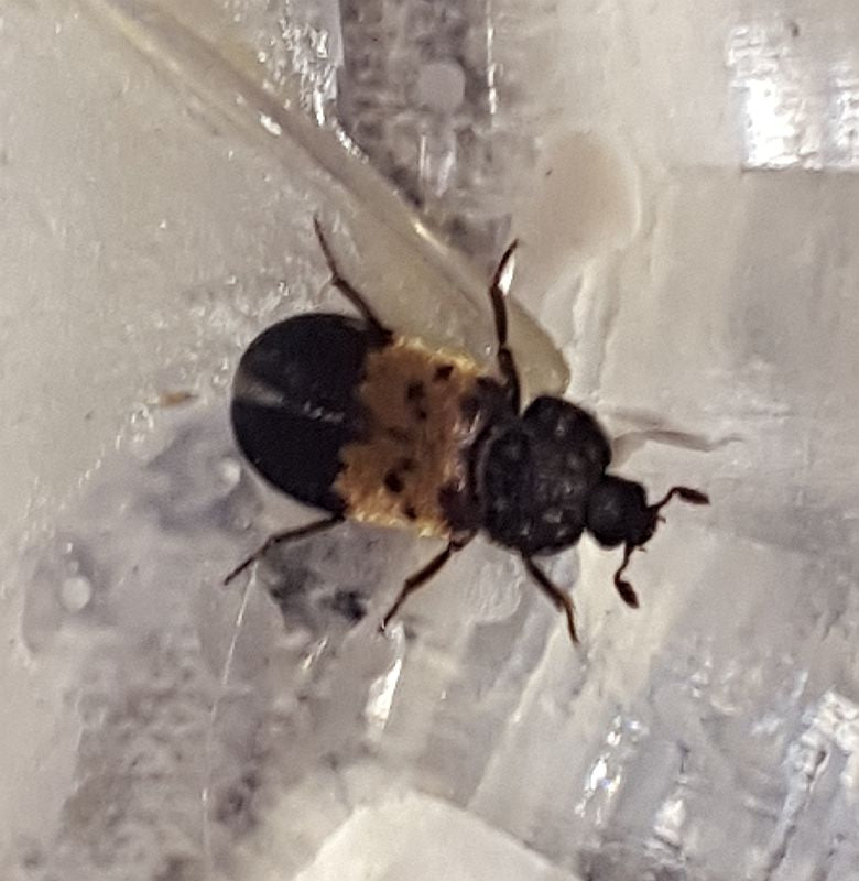 Larder Beetle