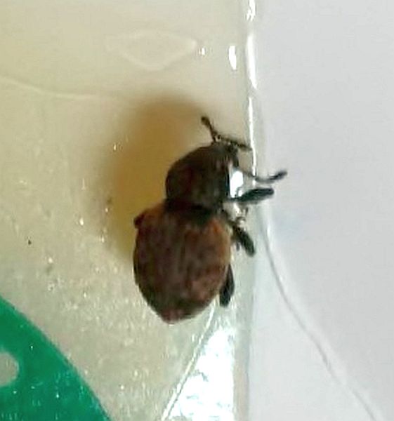 Weevil