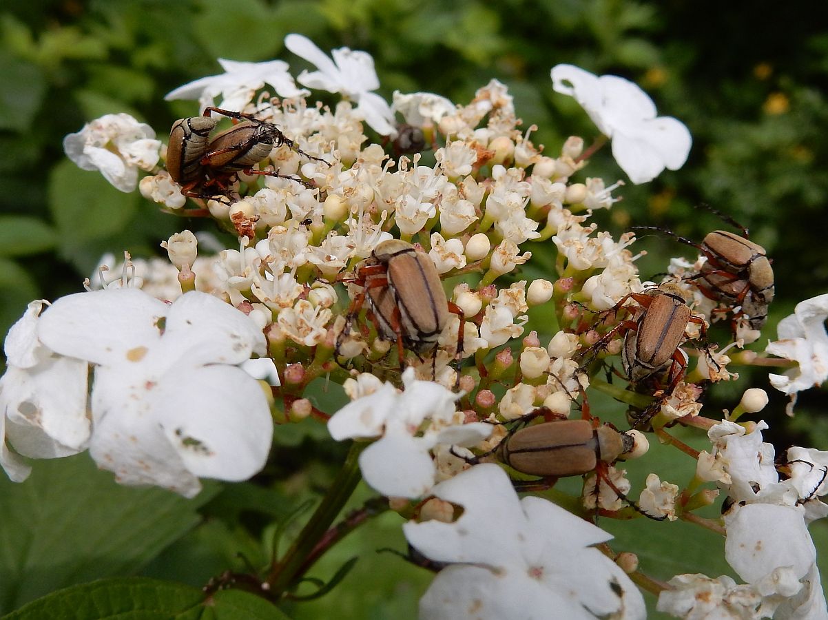 Rose Chafers