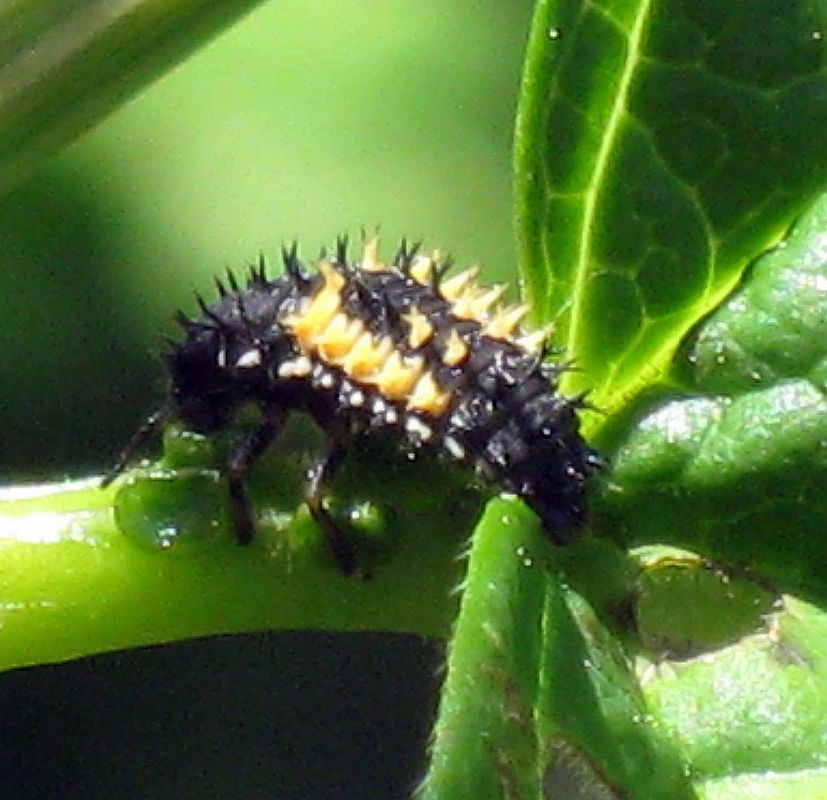 Lady Bird Beetle Larva