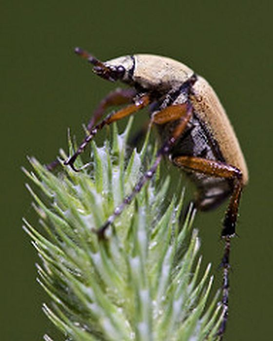 Rose Chafer