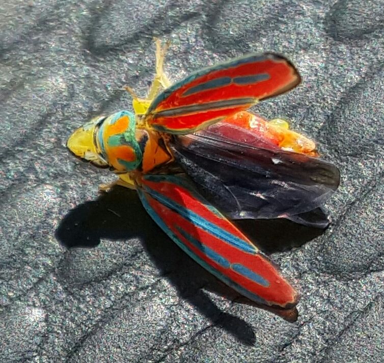 red-banded leafhopper.