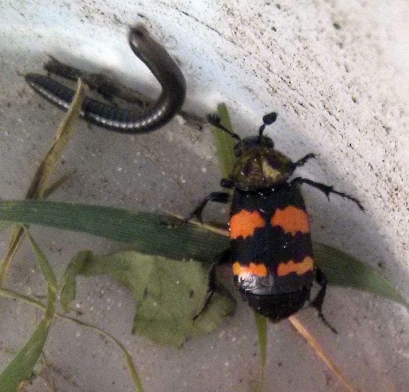 Carrion beetle