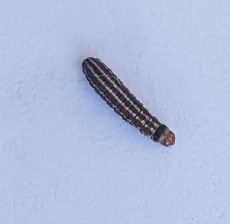 sunflower moth caterpillar