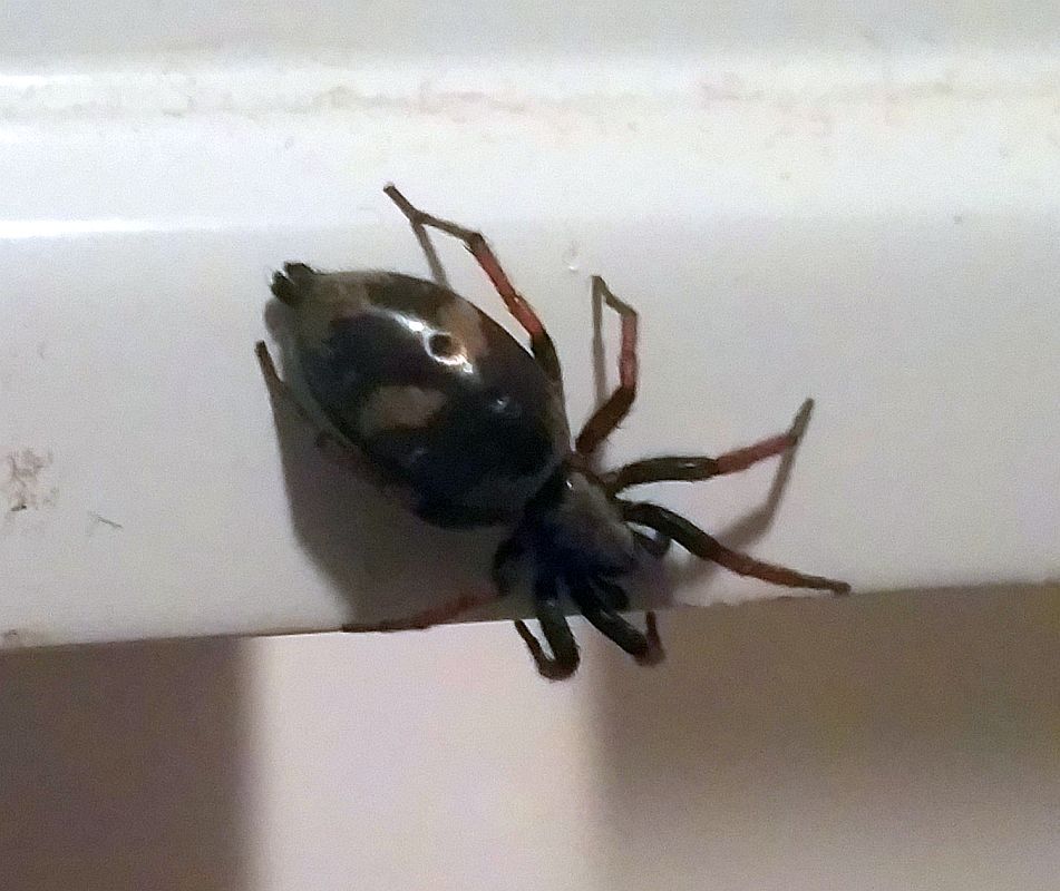 Strange spider