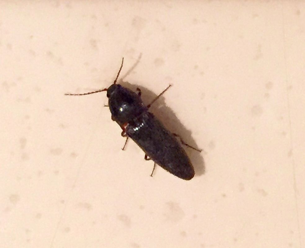 Click Beetle