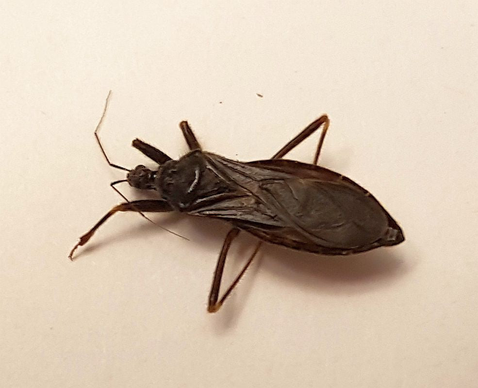 Assassin bug