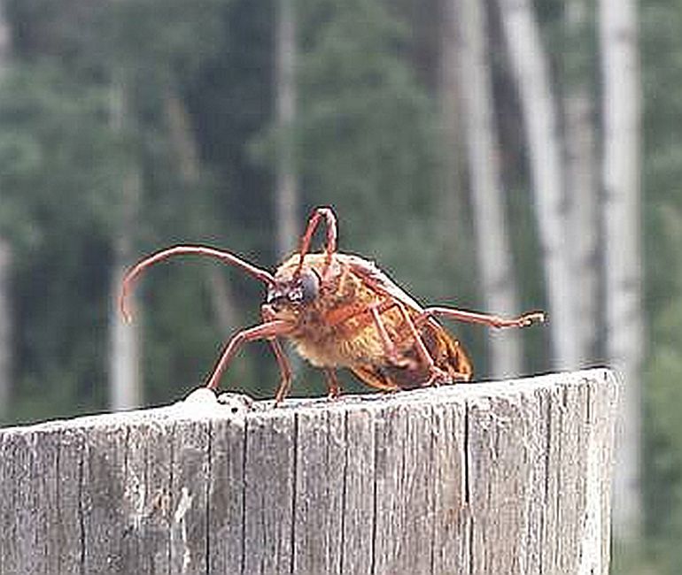 long-horned wood-boring beetle