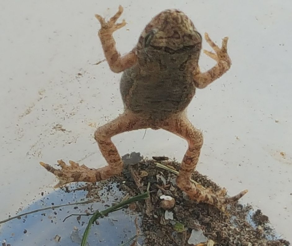 Tailed frog