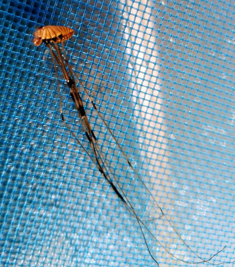 Daddy long legs
