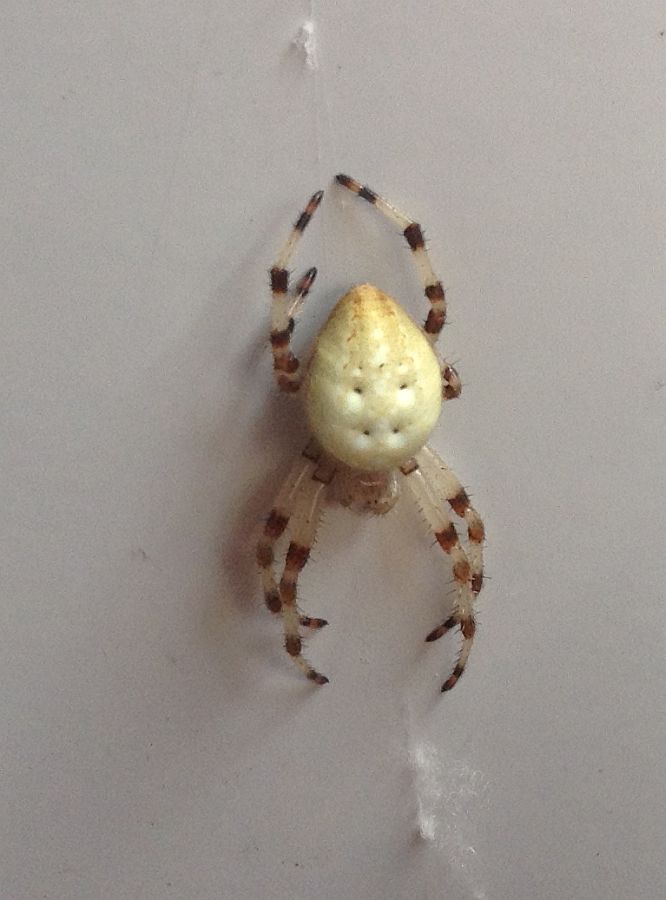 Orb Weaver spider