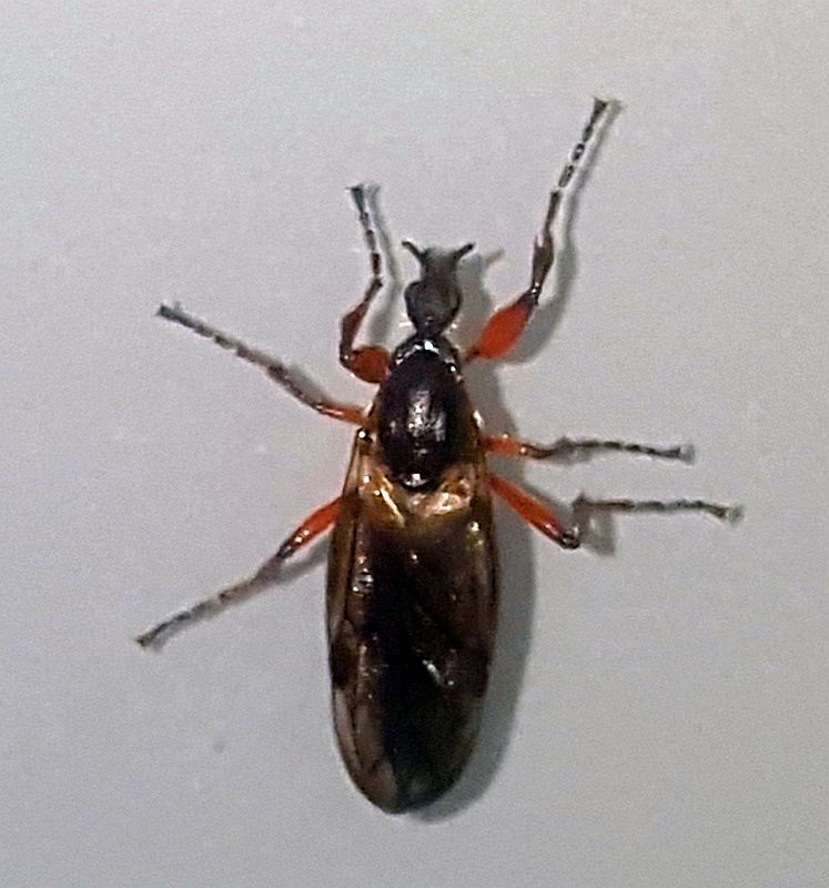 March fly