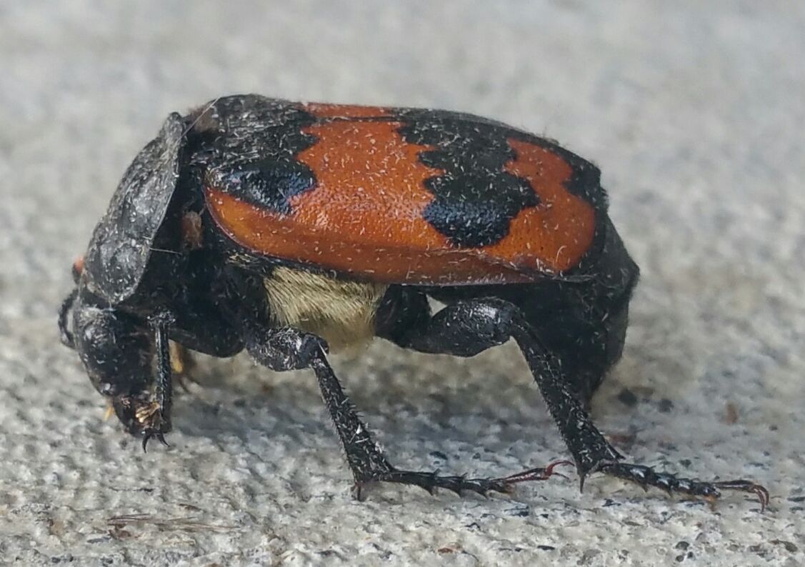 Carrion beetle