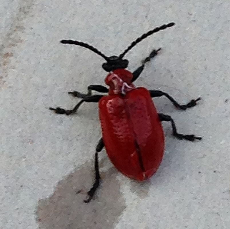 Asian Lily Beetle
