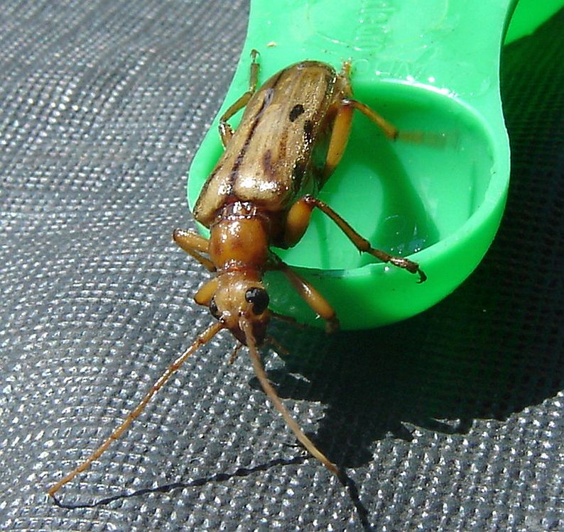Flower longhorn beetle