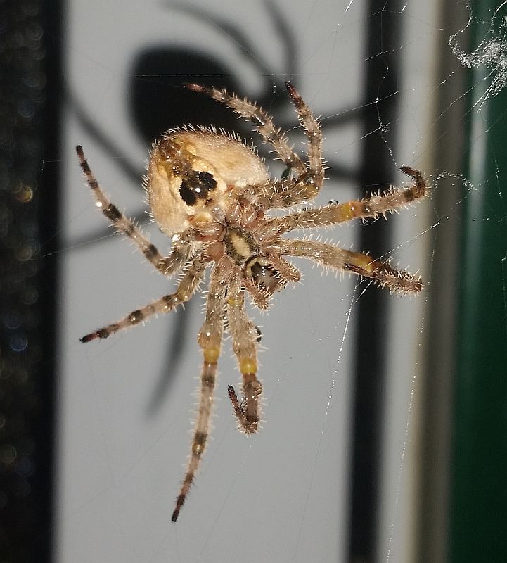 Orb Weaving Spider