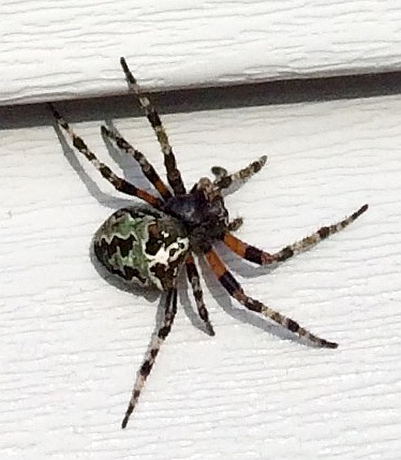 Giant lichen orb weaver spider