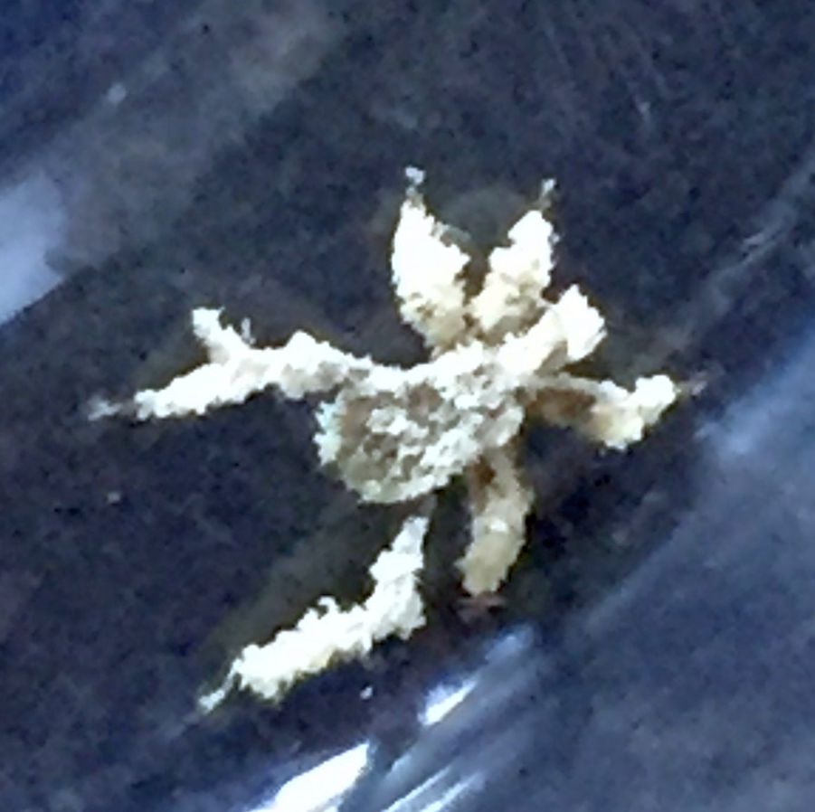Assassin bug