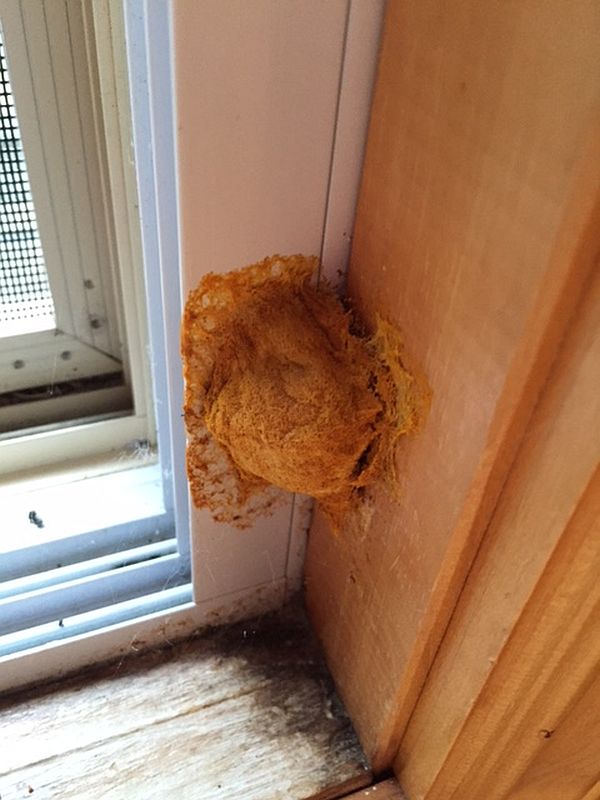 Strange fungus