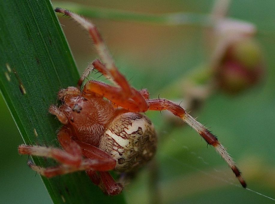 Marbled Orb Weaver spider