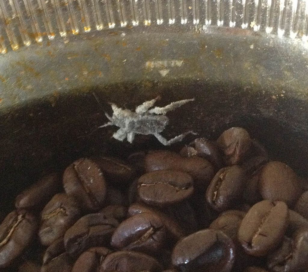 Assassin bug nymph in coffee beans