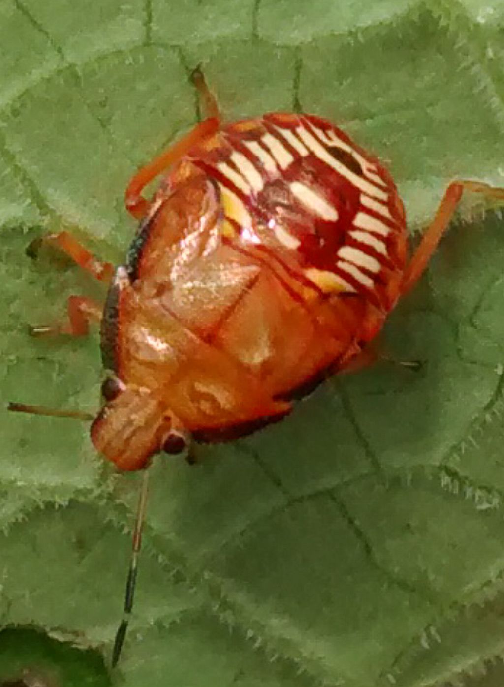 Stink bug