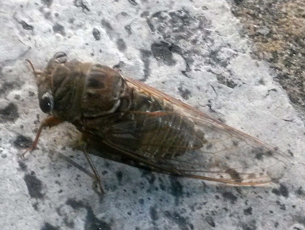 dog-day cicadas or harvestflies