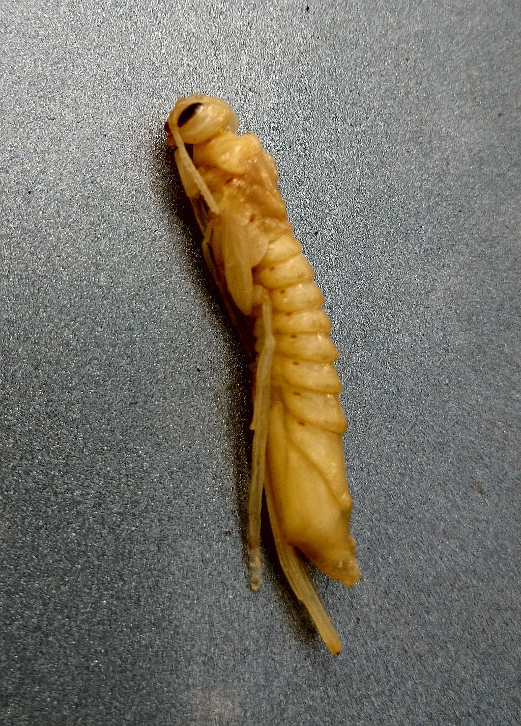 Horntail wood wasp pupa