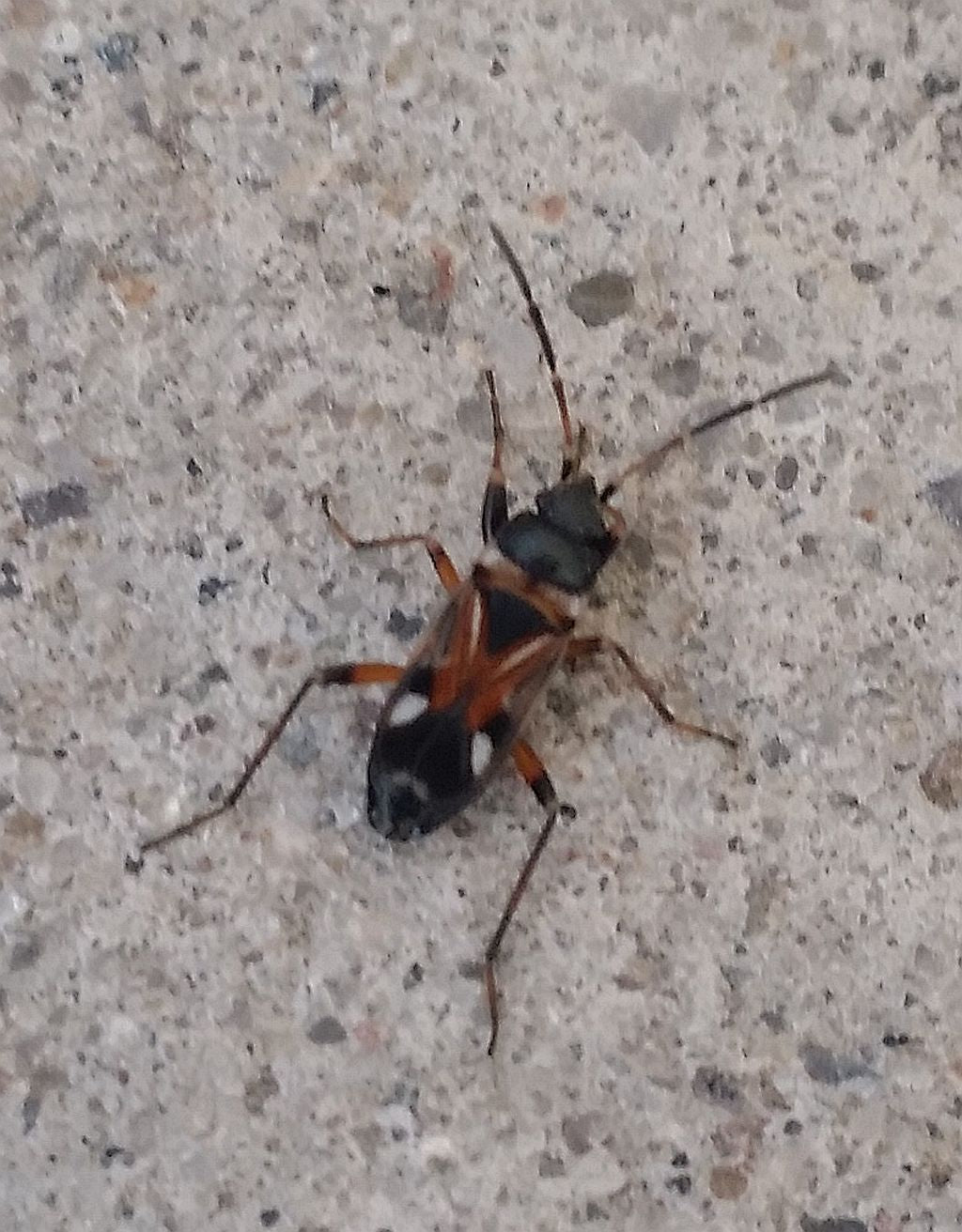 dirt-colored seed bug