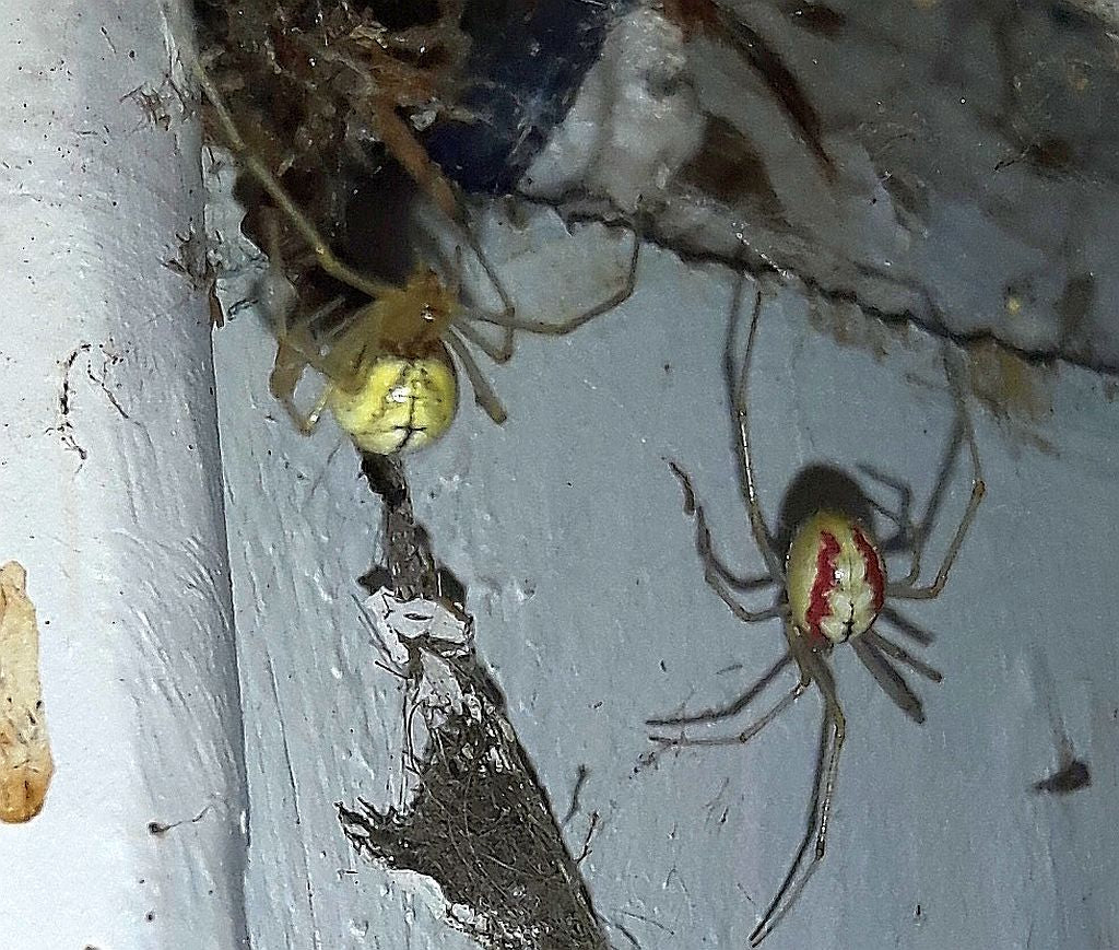cobweb/comb-footed spiders