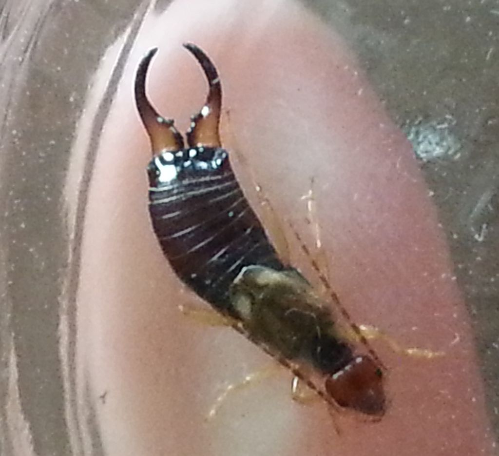 Earwig Color Earwig – PestcontrolCanada