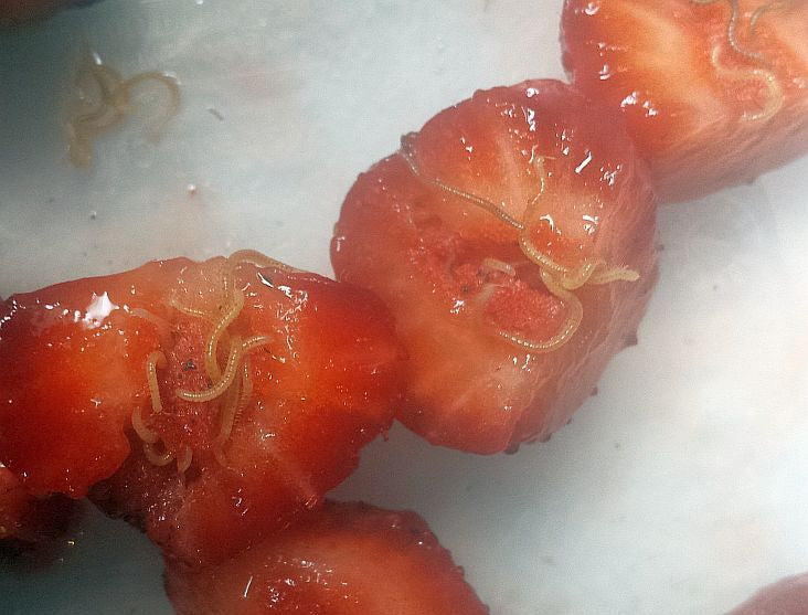 Millipedes in strawberries.