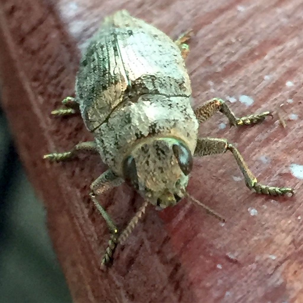 Metallic wood-boring beetle