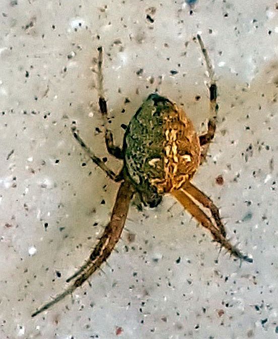 orb weaving spider