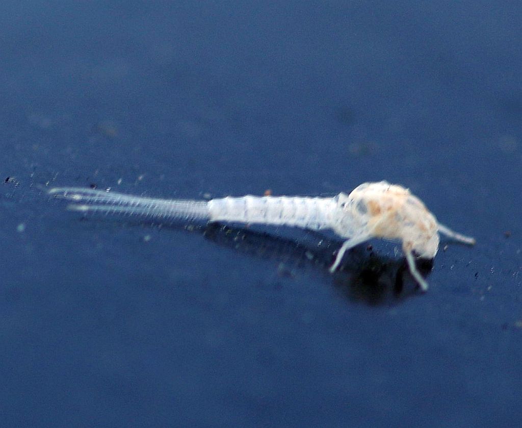 Mayfly exoskeleton