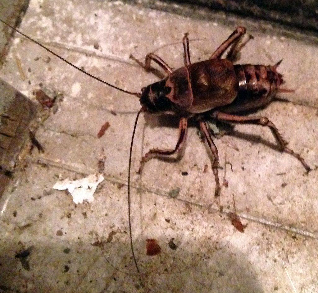 hump-winged cricket