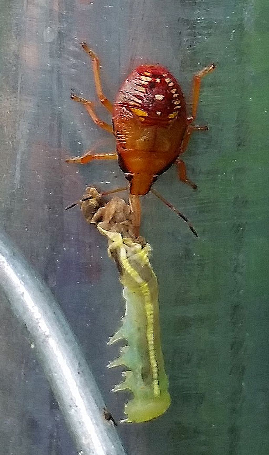 Stink bug nymph