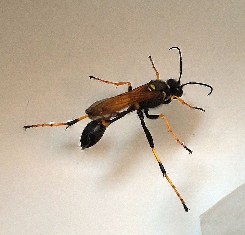 Mud dauber wasp