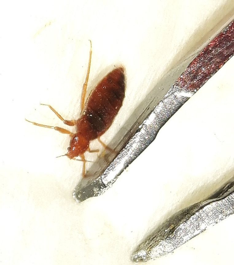 Bed Bug