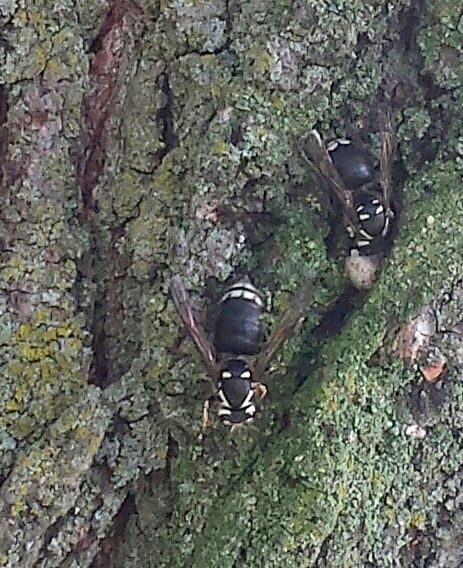 Bald faced hornets