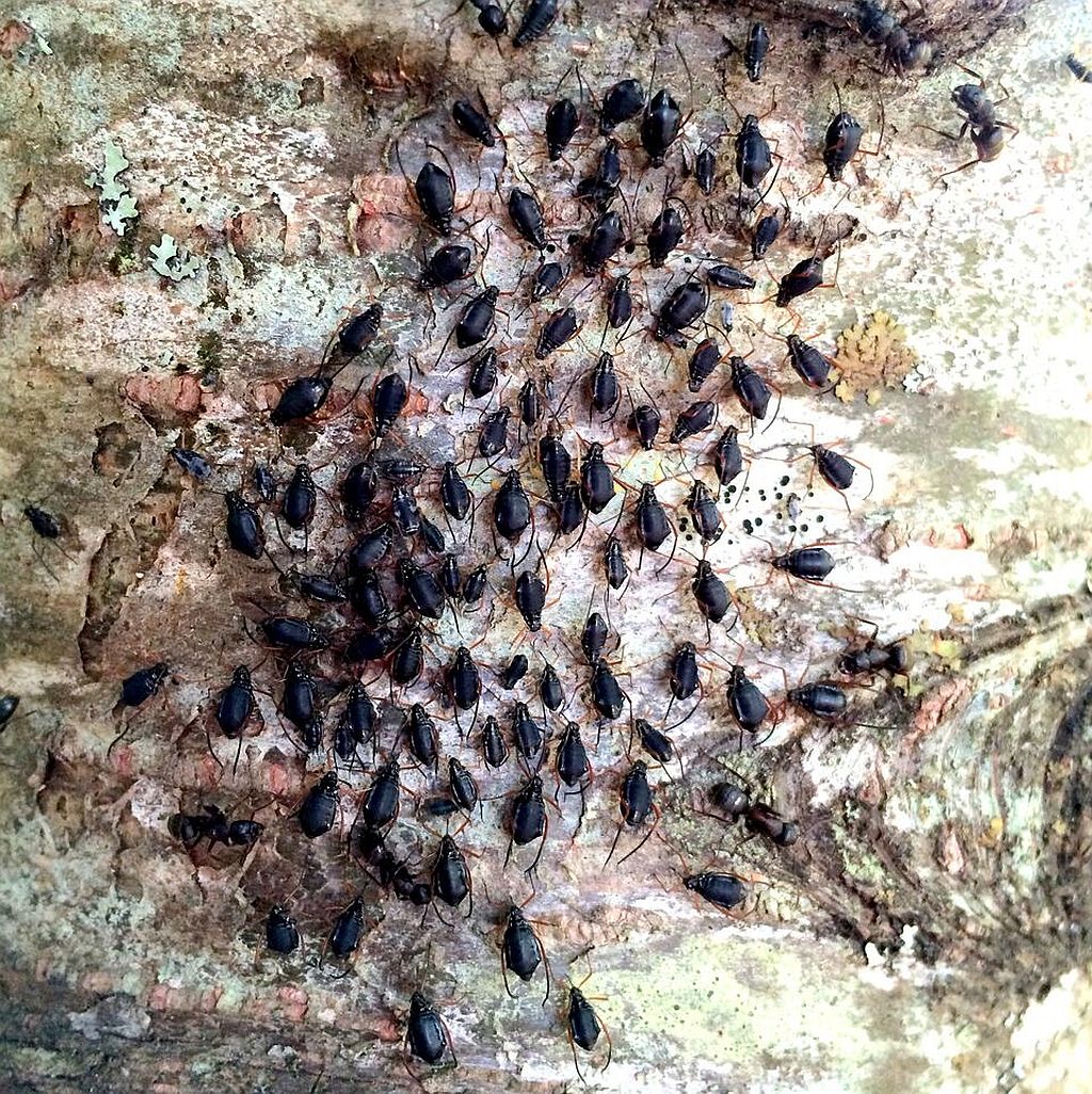 Aphids