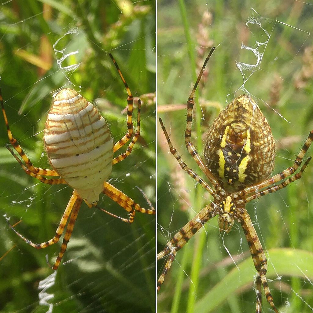 banded Argiope spider