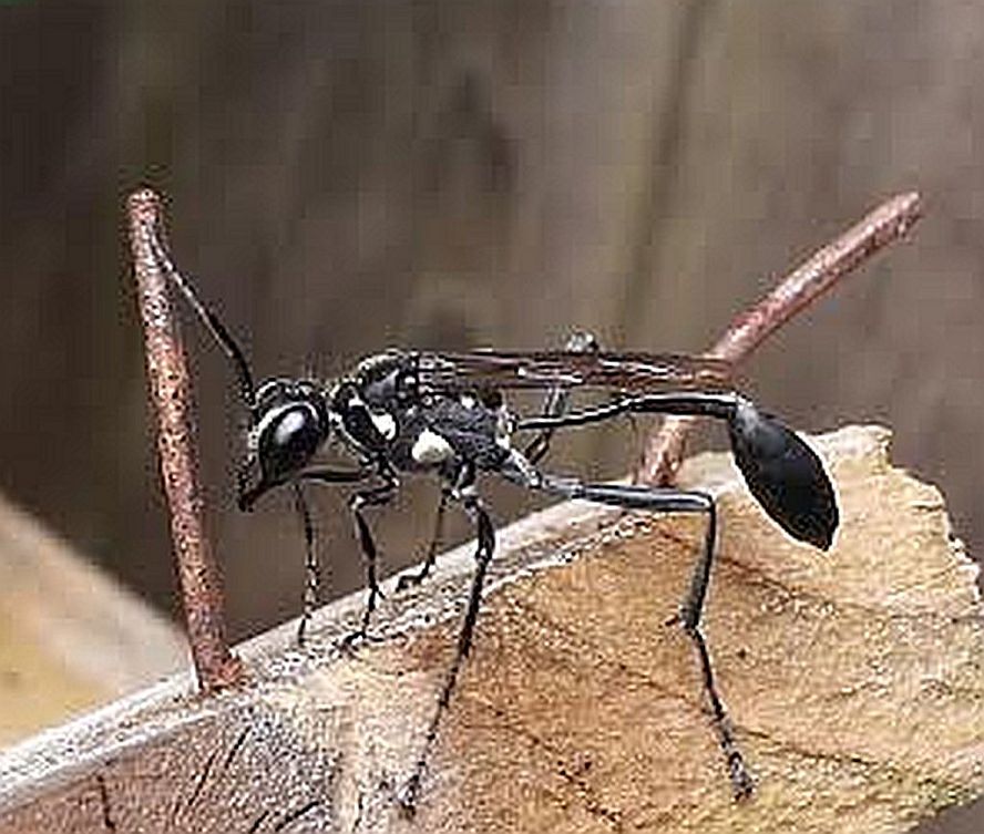 thread-waisted wasp
