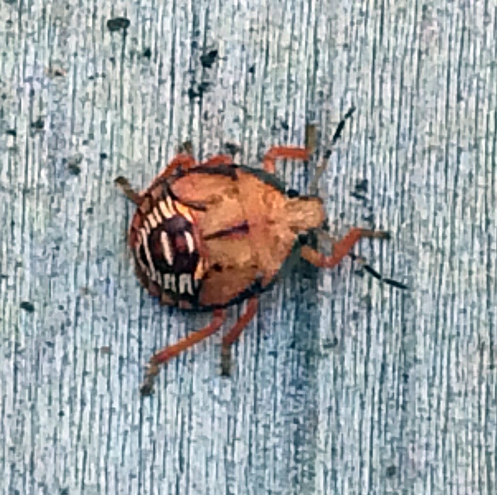 Sink bug nymph