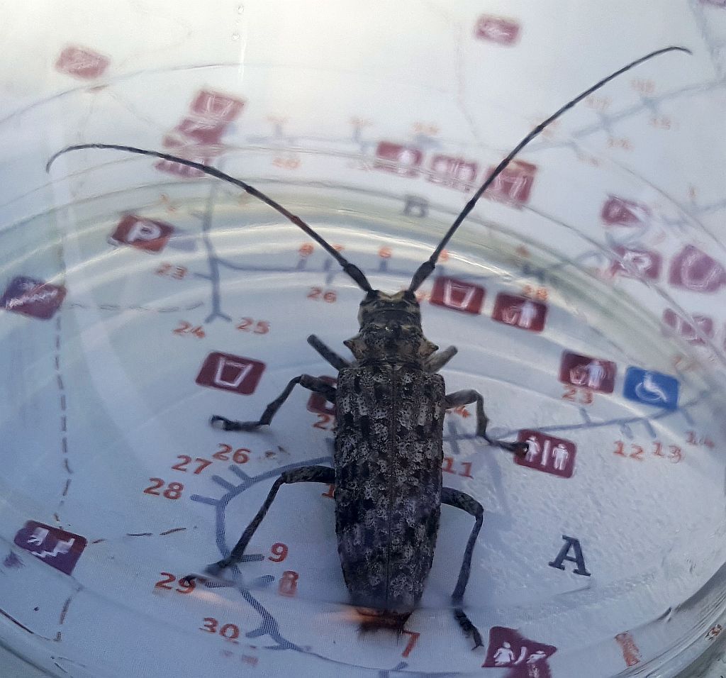 long-horned wood-boring beetle